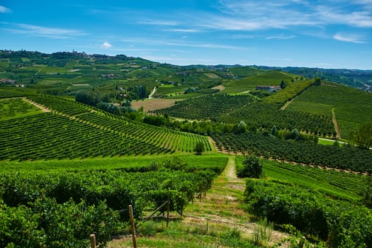 The chianti vineyard landscape in Tuscany, Italy