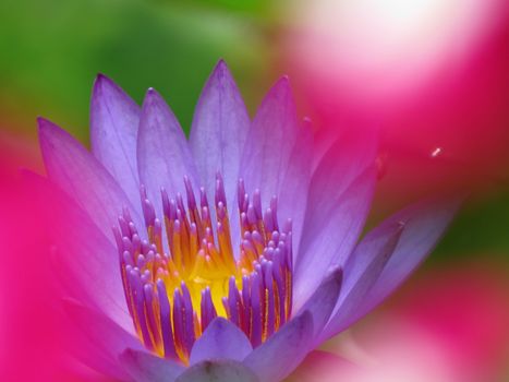 A beautiful waterlily viewed through the blurs of other pink flowers around int.                               