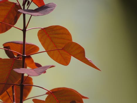 An abstract view of red leaves of a plant during autumn season.