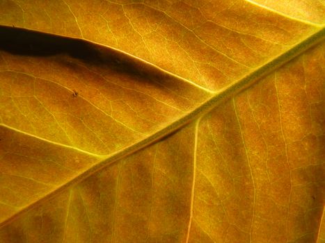 A background of a detailed view of an autumn leaf with detailed structure.                               
