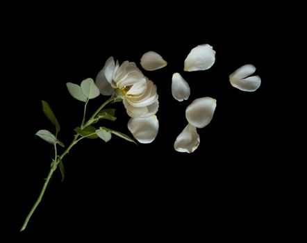 Beautiful English roses on black background