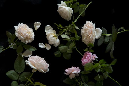 Beautiful English roses on black background