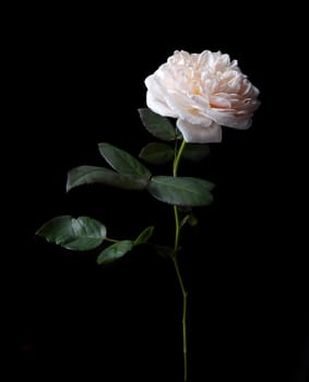 Beautiful English roses 	
Evelyn on black background