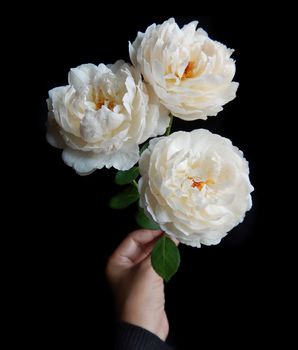 Beautiful English roses Winchester Cathedral on black background