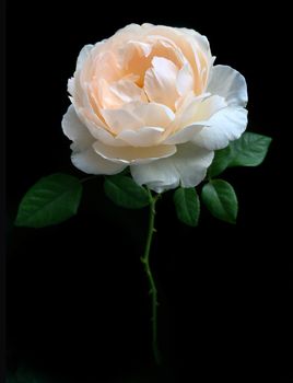 Beautiful English roses Winchester Cathedral on black background