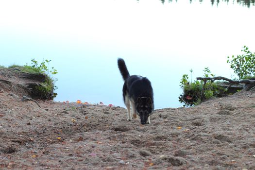 German Shepherd Dog in the lake in the fall. Forest and reflecting surface of water