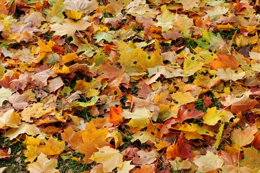 Many multi-colored maple leaves.  Nice Autumn background