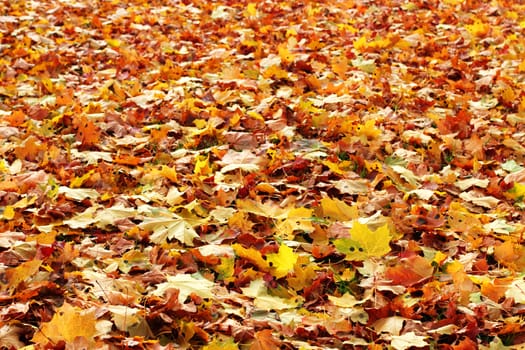 Many multi-colored maple leaves.  Nice Autumn background