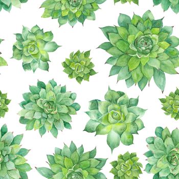 Hand-painted seamless texture with green tropical plant isolated on white background, Sempervivum botanical illustration