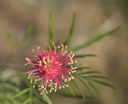 One of the typical flower heads of Australian native wildflower Grevillea species