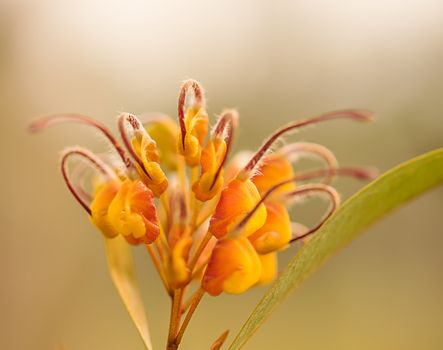  Australian native wildflower Grevillea venusta growing in garden