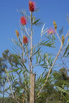 Typical flower heads of Australian native wildflower Grevillea growing in bushland
