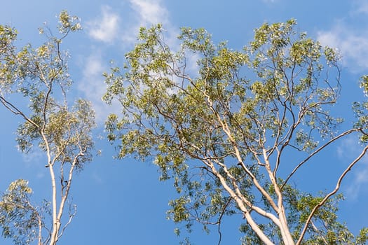 Australian Gum Trees Eucalyptus Citriodora or spotted gum, branches and gum leaf foliage against blue sky