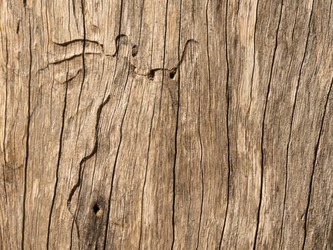 texture of rough timber of a spotted gum log with galleries made by longhorn beetle larva 