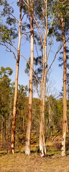 Australian Panoramic Landscape Tall Gum Trees, panorama with spotted gum eucalyptus trees