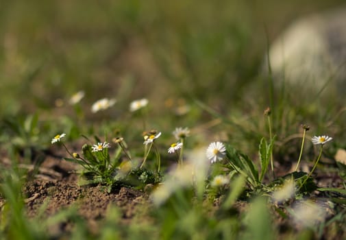 Small White Australian wildflowers Asteraceae daisy like flower growing in wild