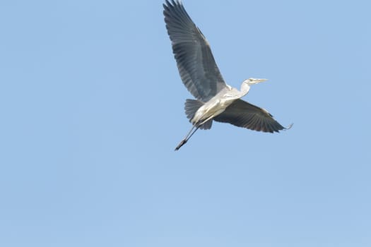 wild bird in natural habitat, nature series