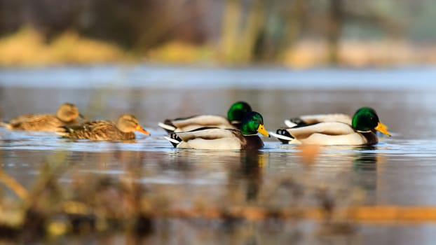 wild bird in natural habitat, nature series