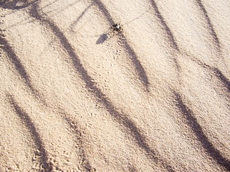 Sand Beetle tracks in desert