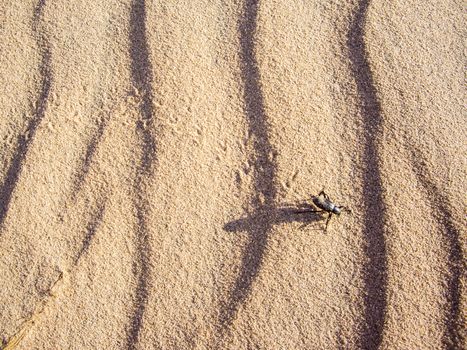 Black sand beetle in the Mojave desert