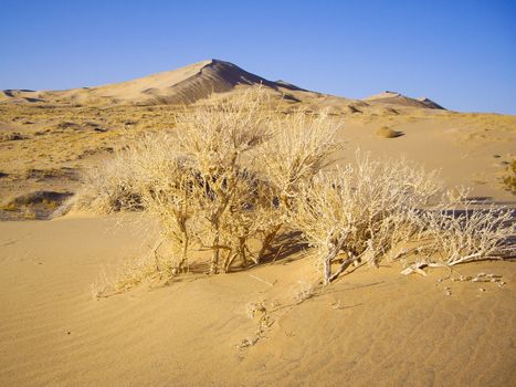 Generic flora of Mojave Desert