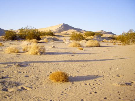 Mojave Desert dunes and flora