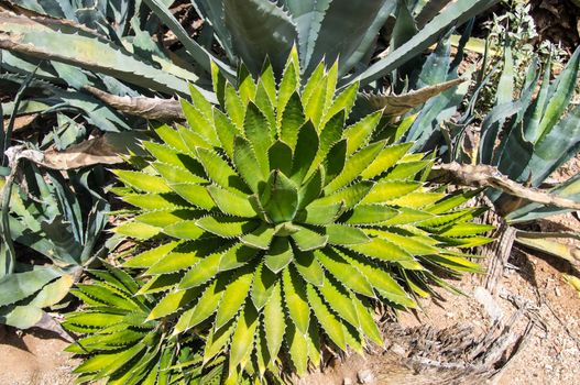 Greens of cacti in Arizona desert