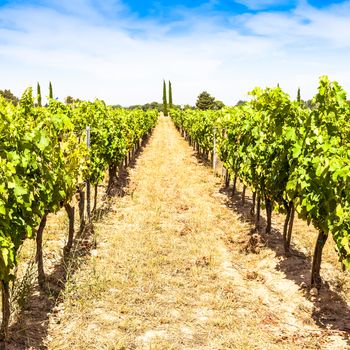 Provence region in South France. A perfect vineyard in July.