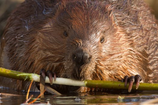 shot of a wild beaver near lake, nature series