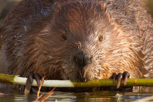 shot of a wild beaver near lake, nature series