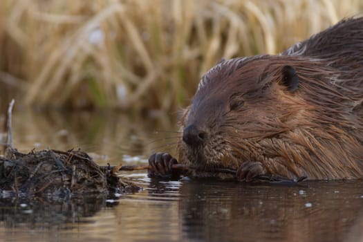 shot of a wild beaver near lake, nature series