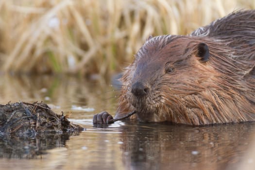 shot of a wild beaver near lake, nature series