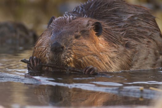 shot of a wild beaver near lake, nature series