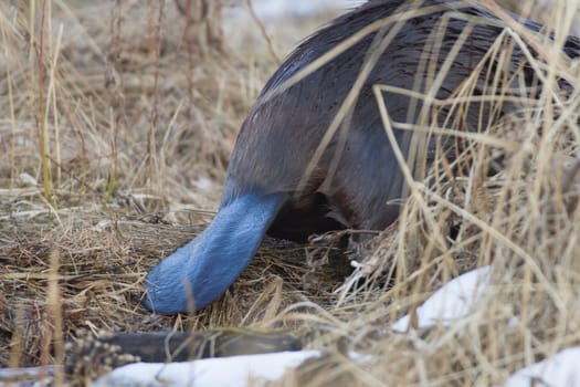 shot of a wild beaver near lake, nature series