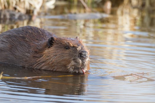shot of a wild beaver near lake, nature series