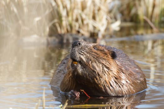 shot of a wild beaver near lake, nature series