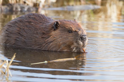 shot of a wild beaver near lake, nature series