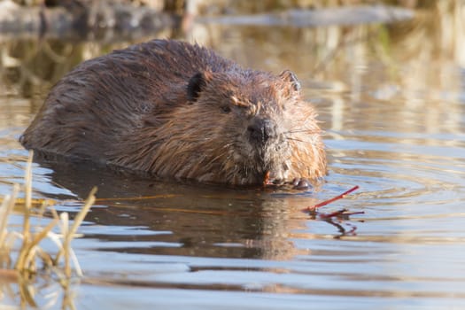 shot of a wild beaver near lake, nature series