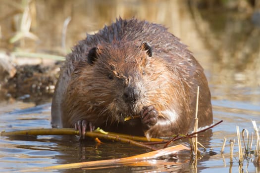 shot of a wild beaver near lake, nature series