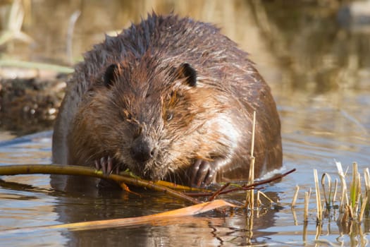 shot of a wild beaver near lake, nature series