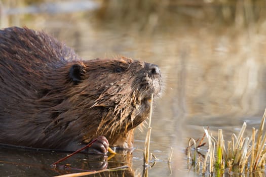 shot of a wild beaver near lake, nature series