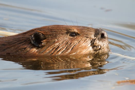 shot of a wild beaver near lake, nature series