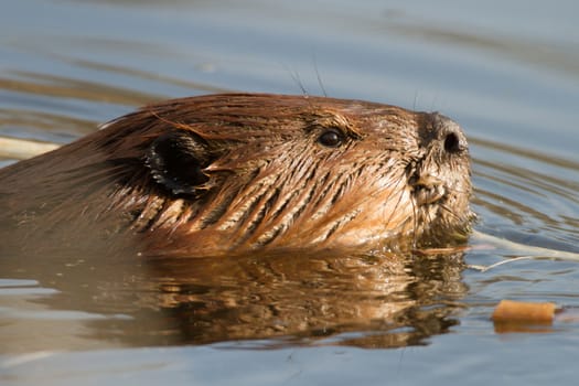 shot of a wild beaver near lake, nature series