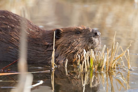 shot of a wild beaver near lake, nature series