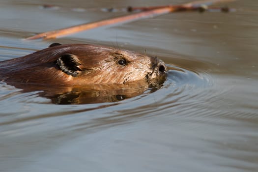 shot of a wild beaver near lake, nature series