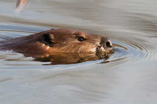 shot of a wild beaver near lake, nature series