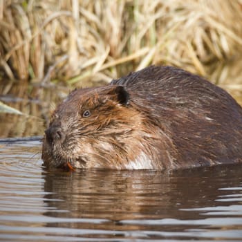shot of a wild beaver near lake, nature series