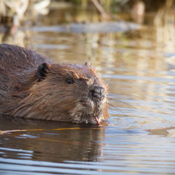 shot of a wild beaver near lake, nature series