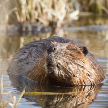 shot of a wild beaver near lake, nature series