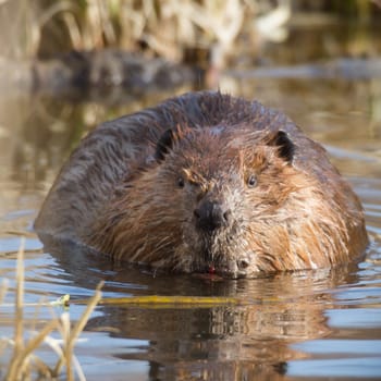 shot of a wild beaver near lake, nature series